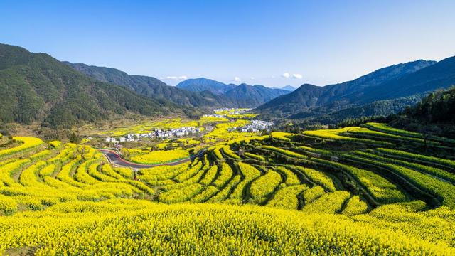 婺源江岭油菜花梯田风景。 视觉中国 图