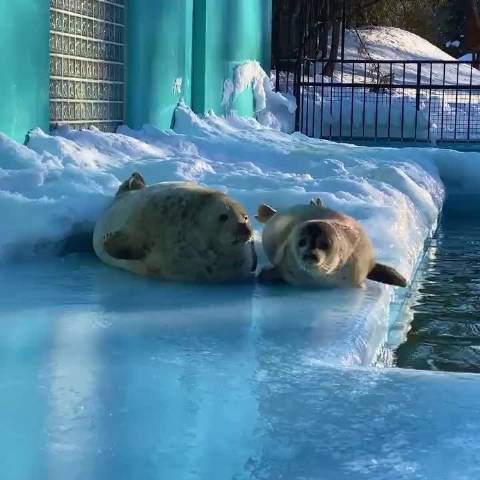 北海道带广动物园海豹憨态引游客驻足