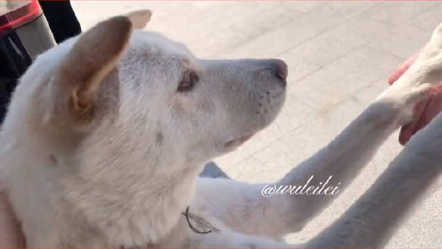 乖北太可爱了，怪不得把吴磊拿捏的死死的