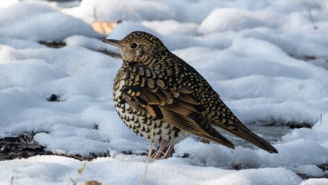 合肥西扩公园虎斑地鸫雪后觅食踪迹醒目