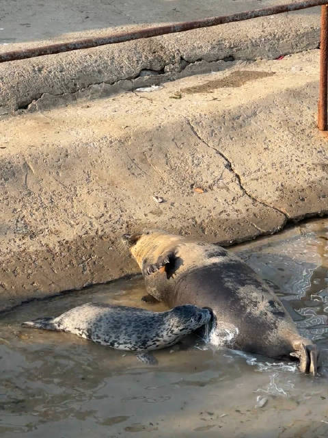 海豹妈妈喊小海豹喝奶，奶水很足小海豹很喜欢！