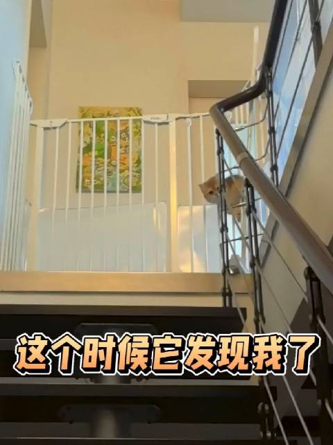 奶茶成天都在越狱