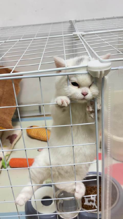 一到晚上睡觉放进去，就想越狱