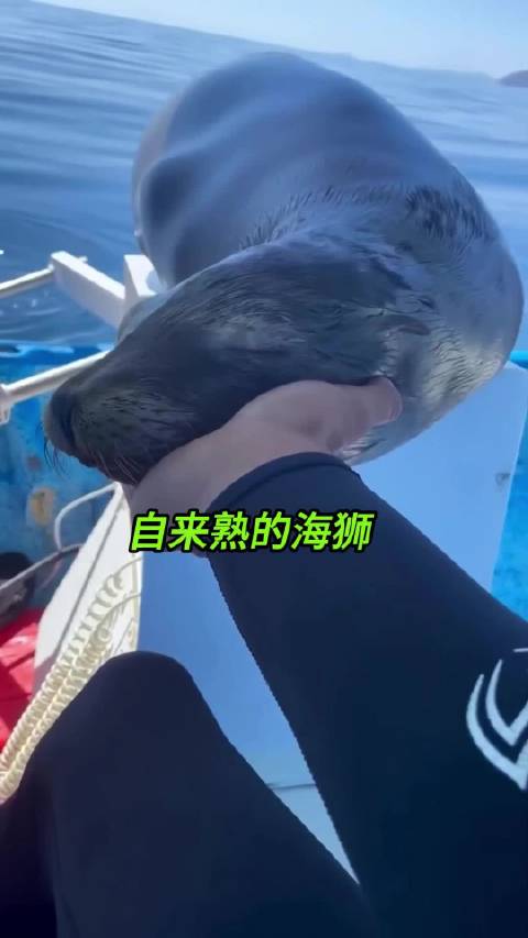 海狮跳上渔船要鱼吃