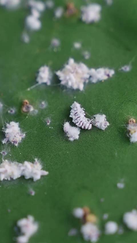 天然胭脂虫口红，送你做为新年礼物