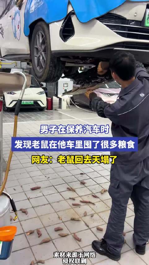 男子在保养汽车时发现老鼠在他车里囤了很多粮食 网友：老鼠回去天塌了