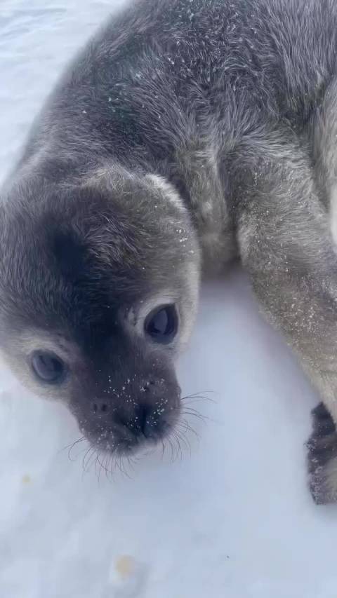 海豹宝宝会说话，这也太可爱了吧？