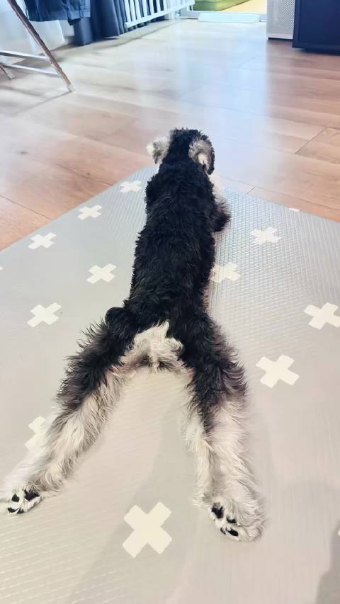 雪纳瑞雷神被赞模特身材，主人晒照庆女神节