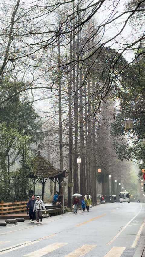 三八节青城山春雨中游人如织