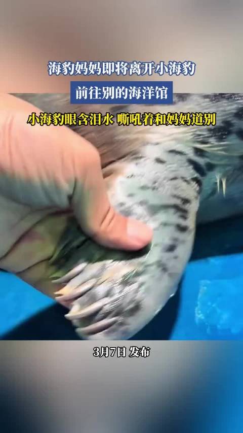 海豹母子分离，小海豹含泪嘶吼道别