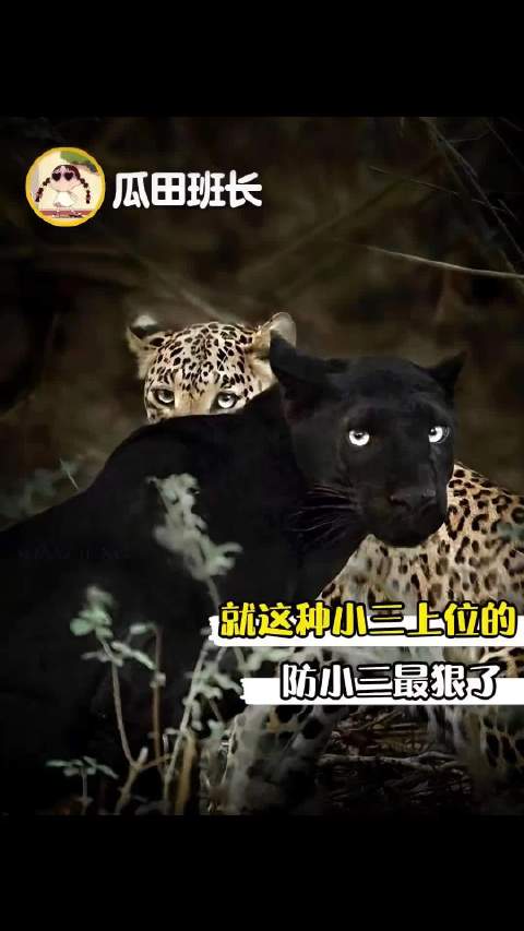黑豹：姐姐，他老了配不上你了 动物 年下 爽文