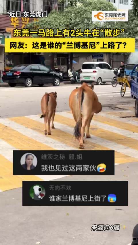 东莞街头现两头牛散步引围观