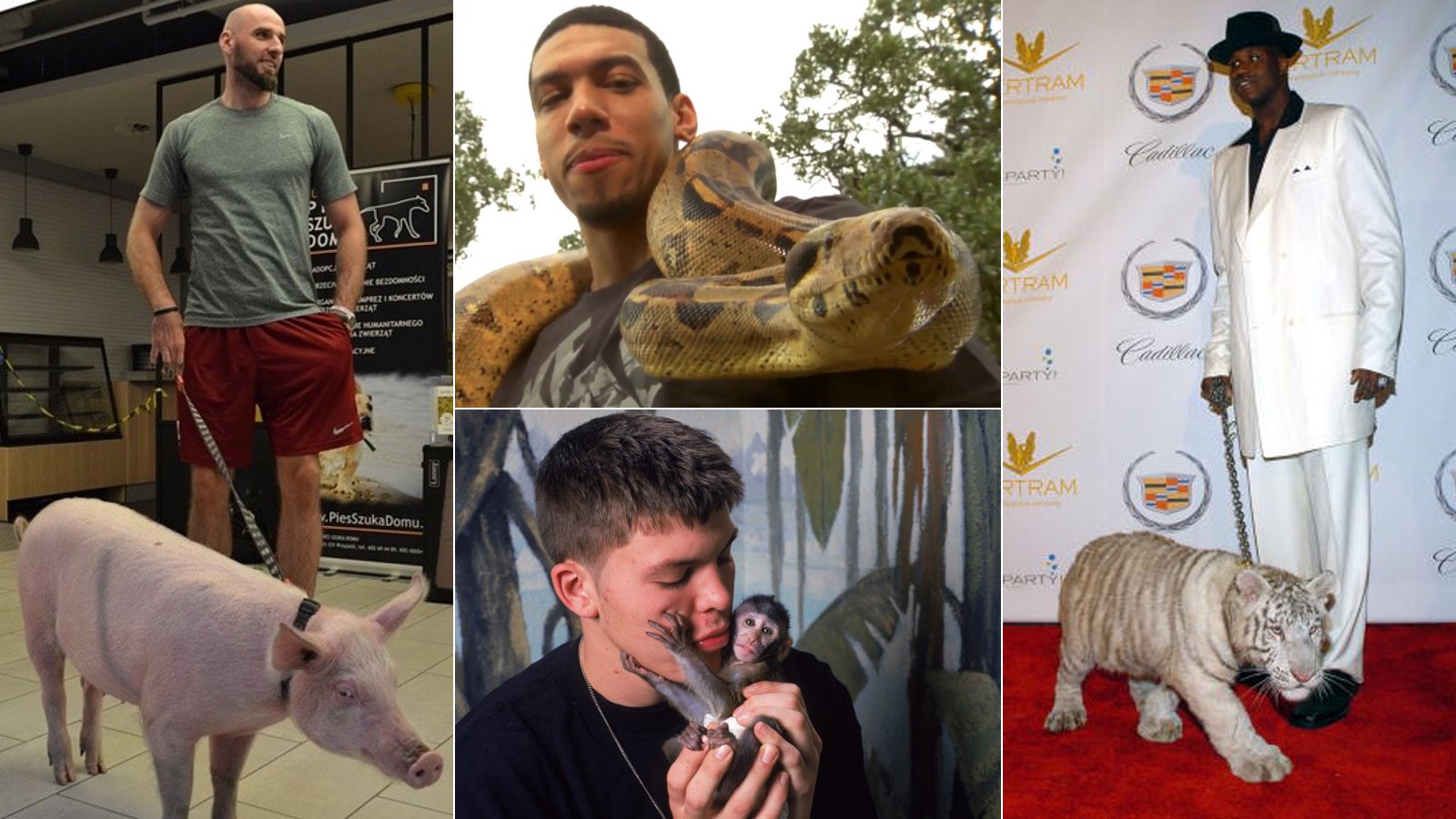 疯狂宠物:NBA球员遛猪遛白虎