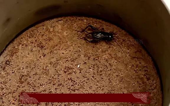 康有为要动李鸿章，慈禧坐不住了，叫来光绪严厉警告