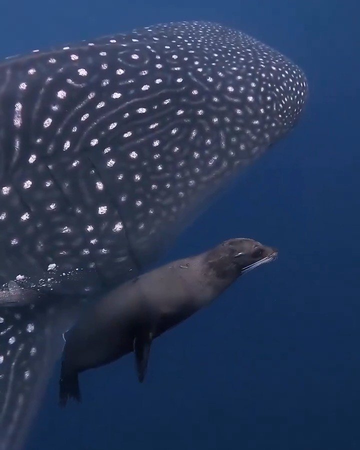 怀孕鲸鲨与嬉戏海狮现身加拉帕戈斯海域