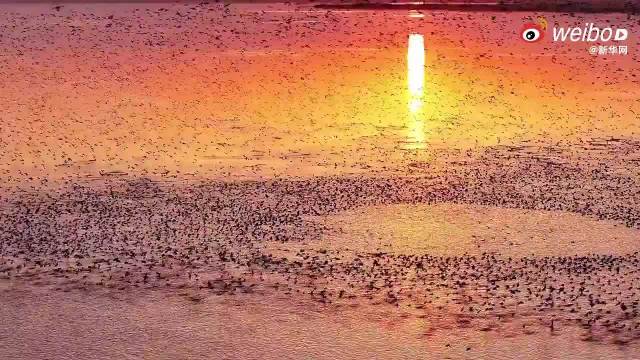 安徽铜陵陈瑶湖镇现万鸟齐飞壮观景象