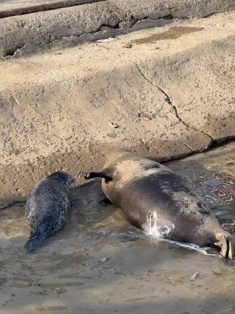 沉浸式1分钟看海豹喂奶，妈妈的奶水太足了