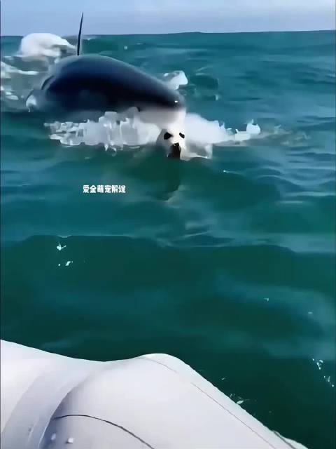 小海狮向小哥求助，救痛苦的妈妈