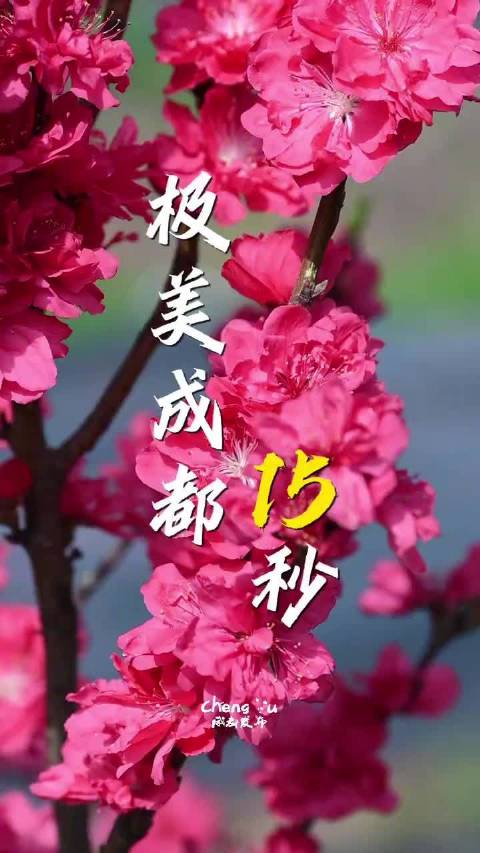 成都这片桃花海好美好浪漫