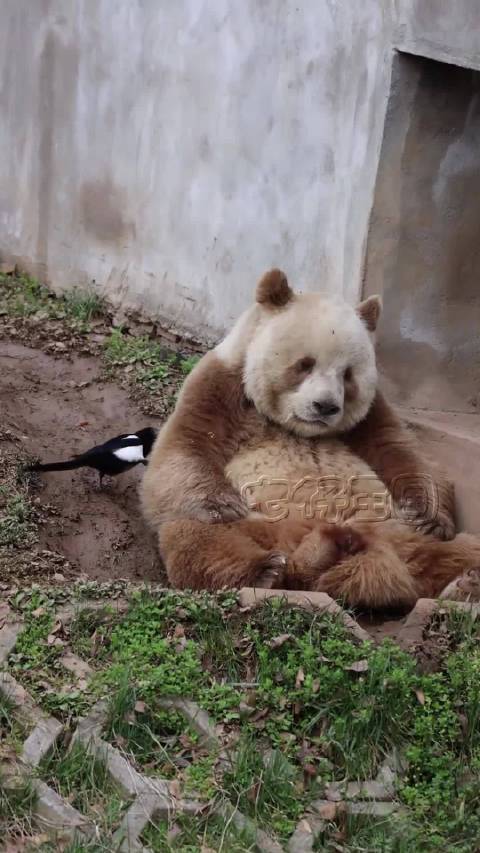 喜鹊组队薅大熊猫七仔毛，仔仔温柔反击