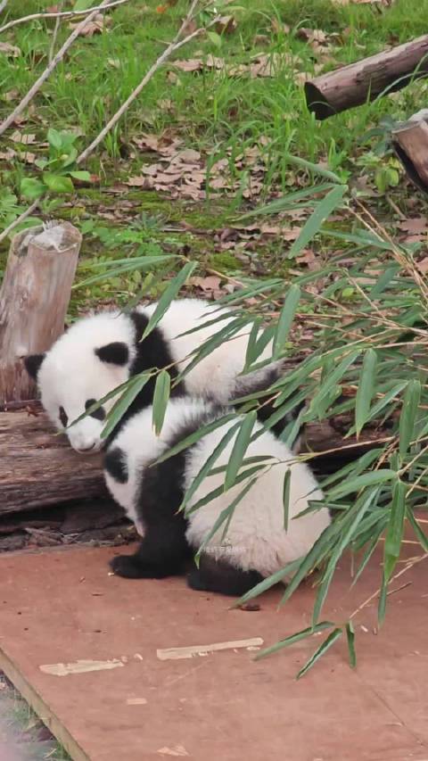 熊猫守护者邀您互动共护森林驿站