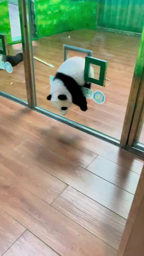 妹猪越狱给自己卡住了