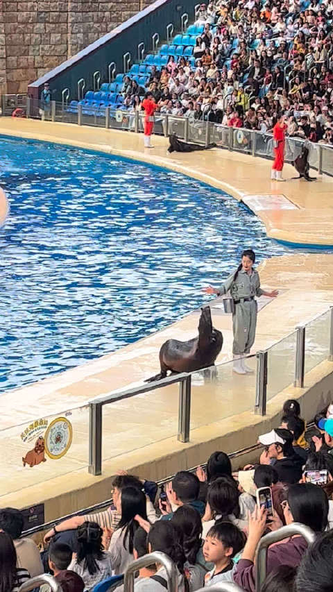 海狮表演