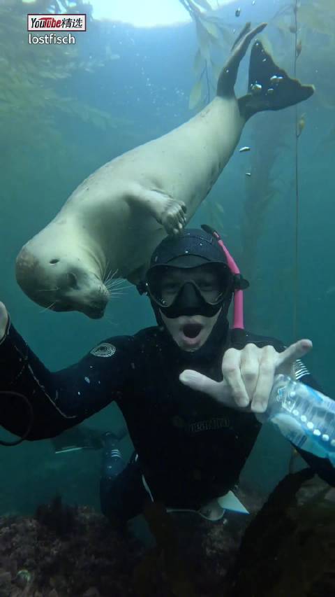 海豹面对人类时，完全就是小狗性格，这也太亲人了吧 (lostfisch)