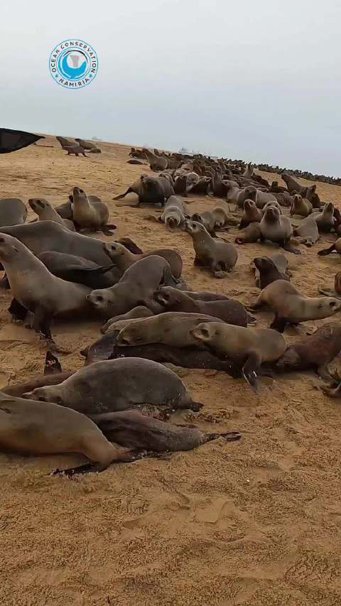 国外公益组织帮助海豹移除缠绕在身上的异物！让它重新恢复自由