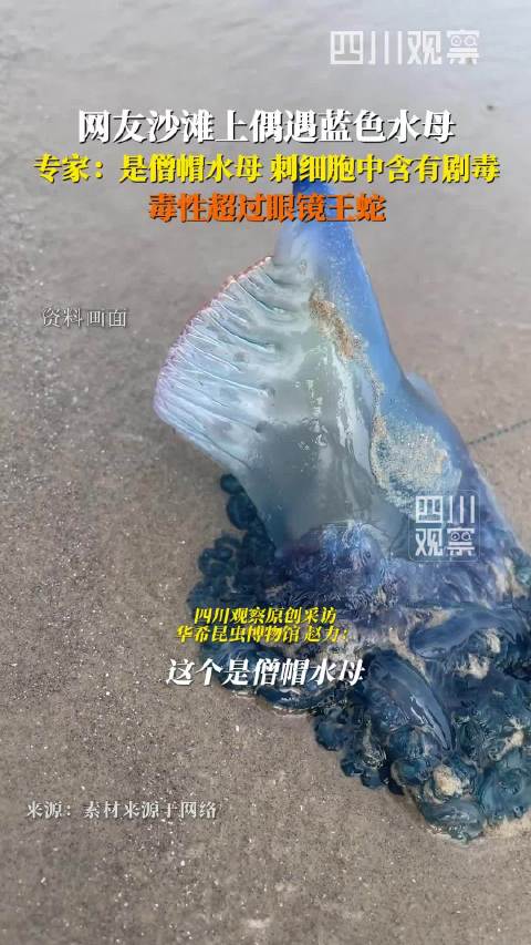 专家科普网友拍的蓝色水母有剧毒