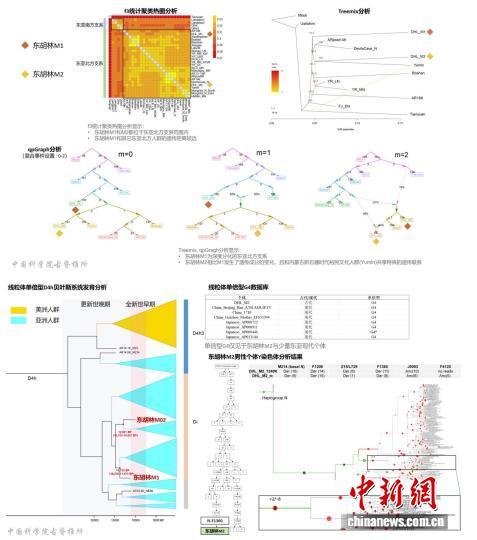 本项研究的核基因组分析部分结果展示(上图)和线粒体、Y染色体分析部分结果展示(下图)。中国科学院古脊椎所 供图