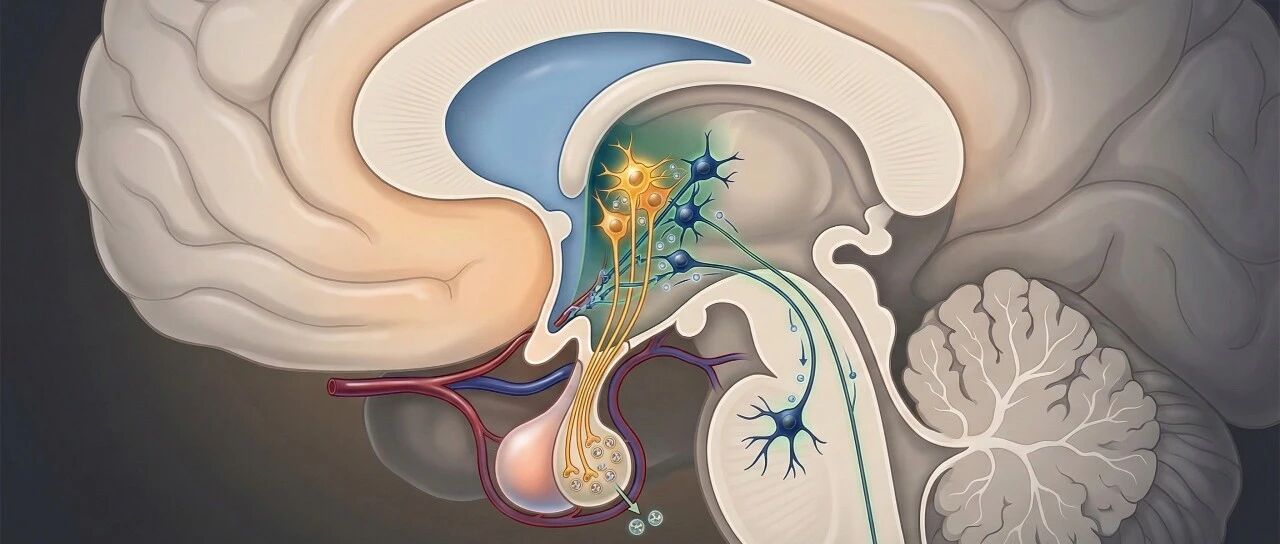 Cell | 拨慢生命的时钟：重塑大脑节律如何逆转衰老并延长寿命