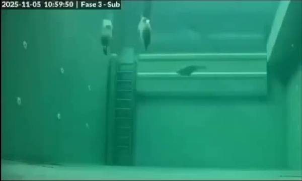 海豹水下睡眠延时摄影曝光，屏息19分钟自动上浮