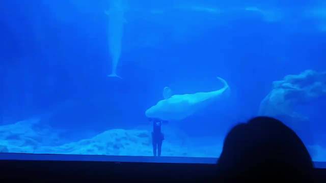 舟山长乔海洋馆一日游，白鲸海豚企鹅鲨鱼水母治愈疲惫