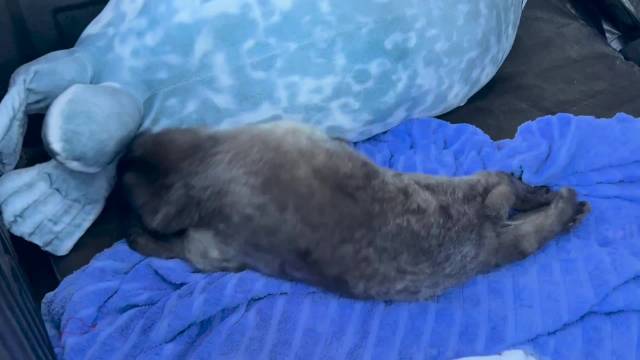 圣彼得堡海豹中心救助早产海豹宝宝