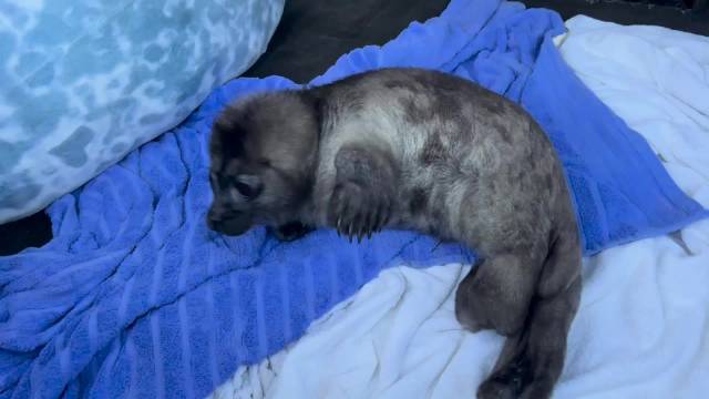 圣彼得堡海豹中心救助3.8日发现的新生海豹宝宝