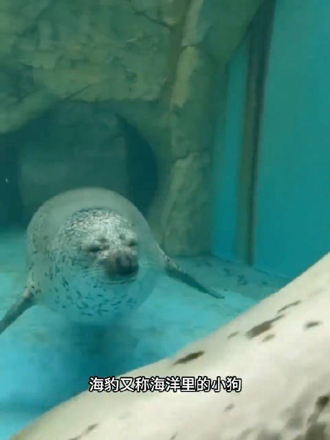 海豹的另一个名字就是海洋小狗，聪明又可爱！