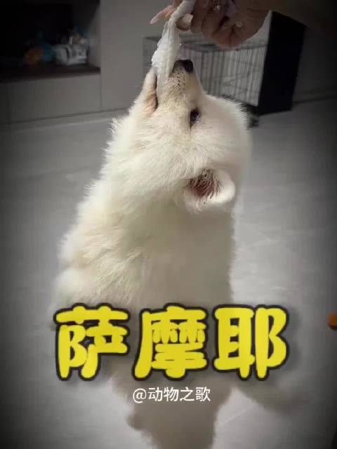 萨摩耶午后展治愈笑容，柔软毛发温暖人心