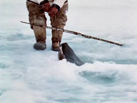 因纽特人捕捉大海豹
