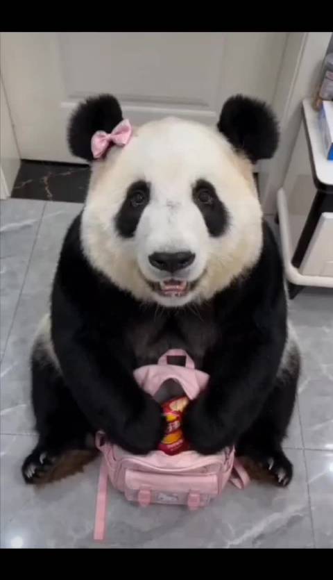 丫丫雪地撒欢变身功夫熊猫引关注