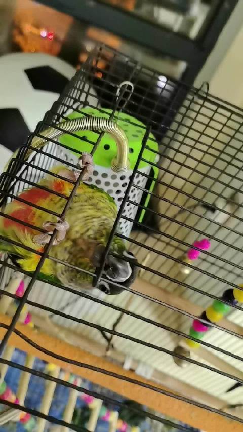 越狱成功 被逮个正着