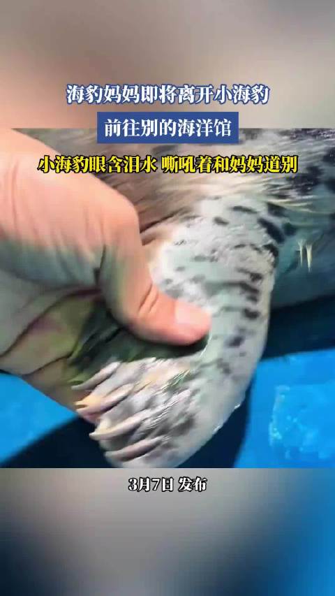 海豹妈妈即将离开小海豹，前往别的海洋馆，小海豹眼含泪水 嘶吼着和妈妈道别