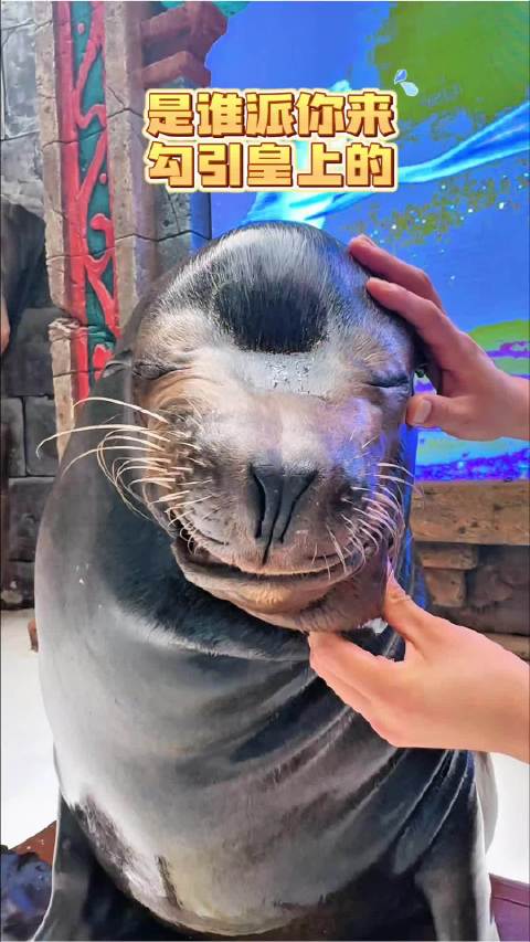 米奇称组织交代任务不择手段迷倒游客