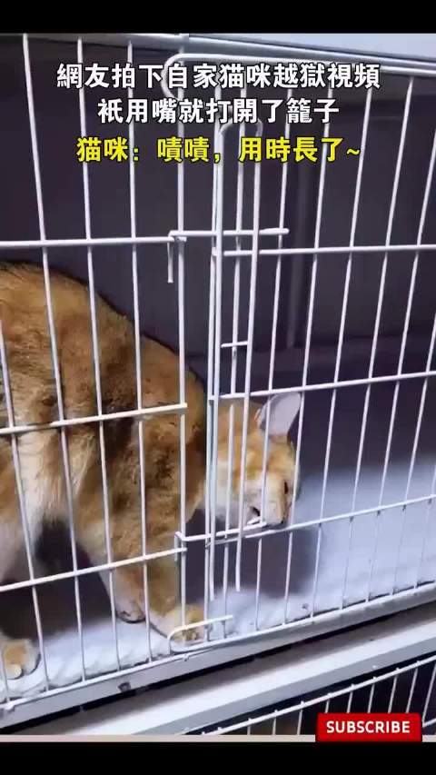 橘猫用嘴开笼门成功越狱，网友拍下全过程