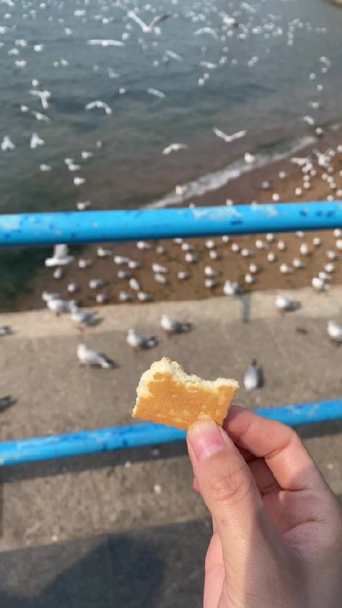 油条吃腻了来点青岛钙奶饼干补补钙