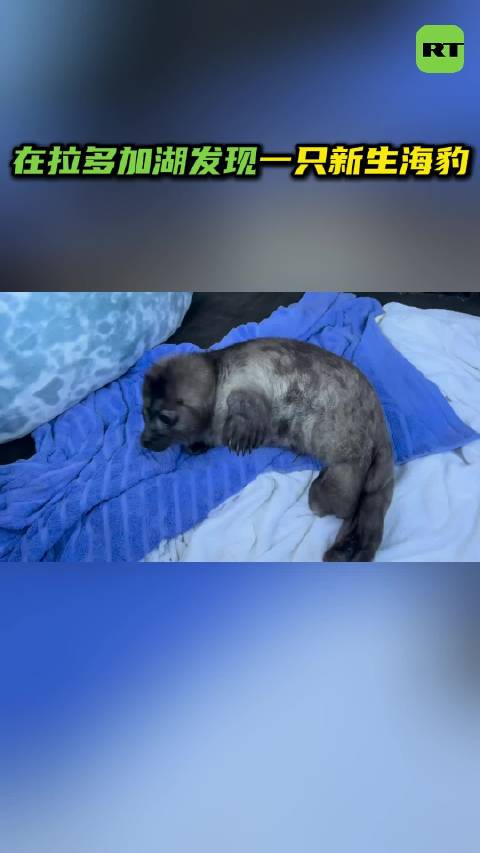 在拉多加湖发现一只新生海豹