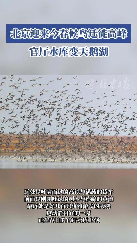 北京迎来今春候鸟迁徙高峰