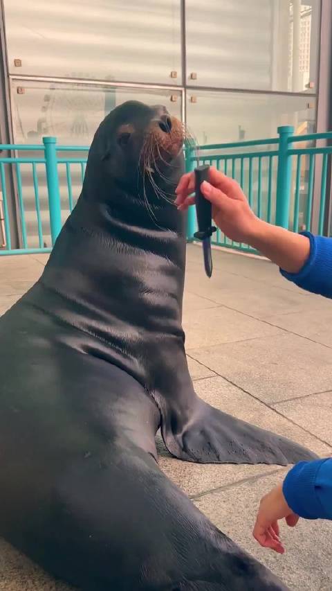 小海豹与海狮展现海洋生命奇迹