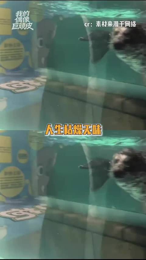 海豹：我玩的就是吸海鳗…..