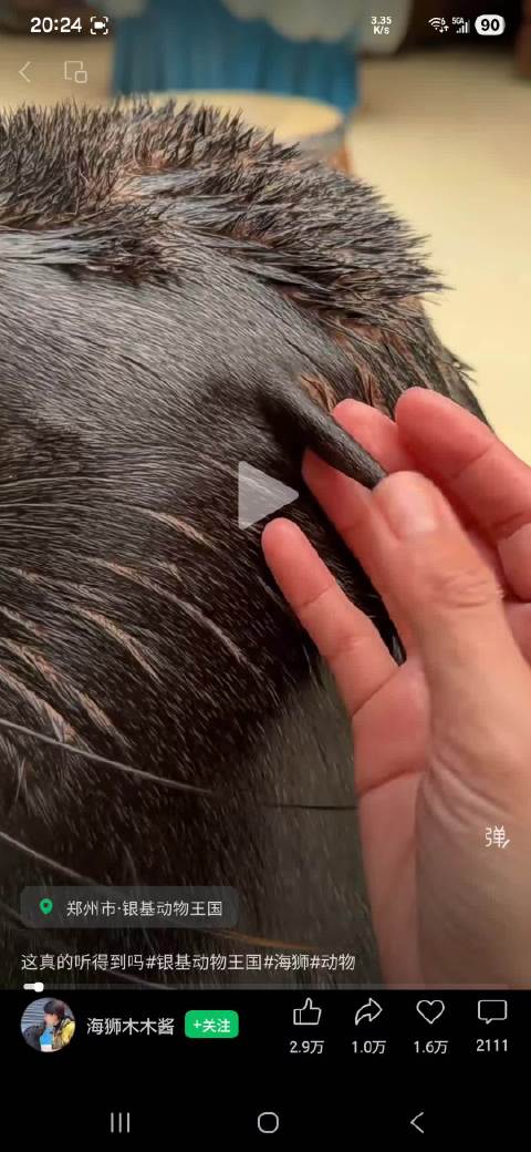 海狮木木这么小的耳朵有用吗？！